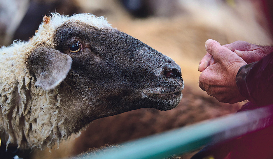 Les moutons trient leur nourriture