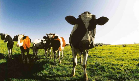 Des terres et des rêves 1