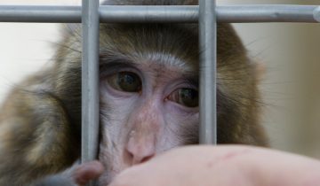 Des singes sous cocaïne à l’université