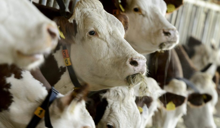 La pollution ne menace pas l’usine à viande