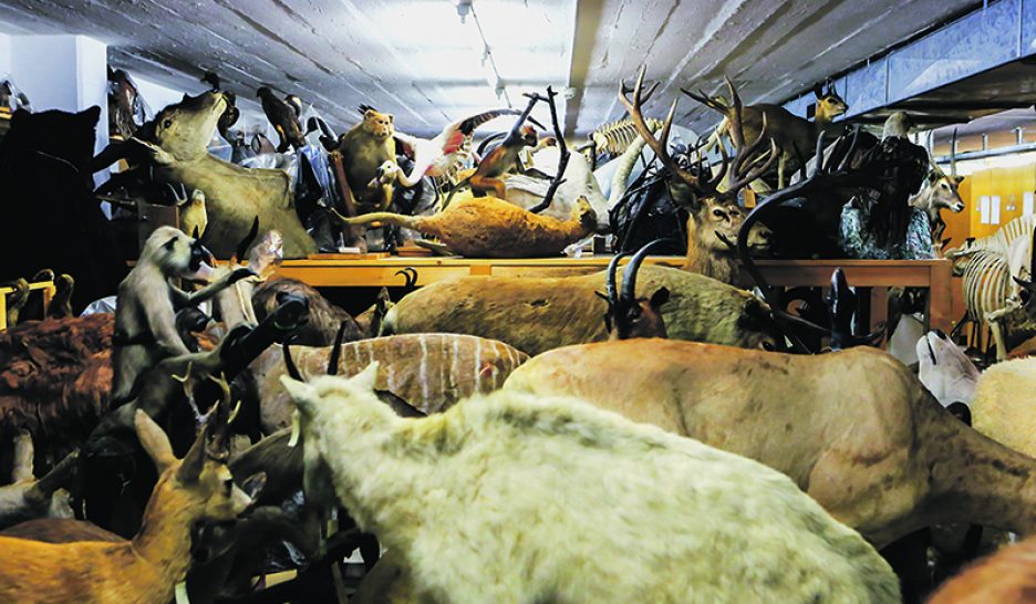 Après la BGE, malaise au Muséum