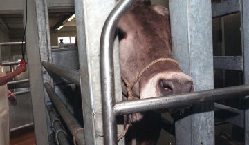 Un nouvel abattoir pointé du doigt