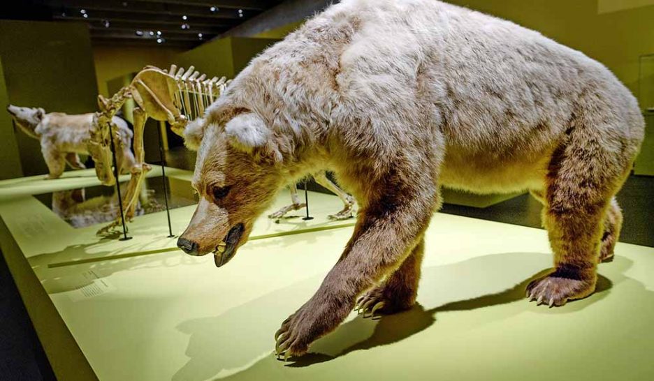Homme et ours dans la même caverne