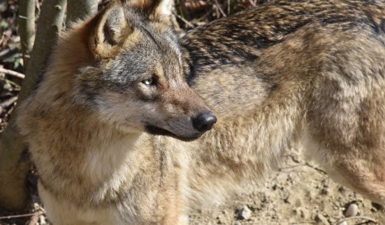 Le Grand Conseil veut abattre les loups hybrides
