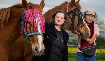 Mivido sauve les vieux chevaux de manège