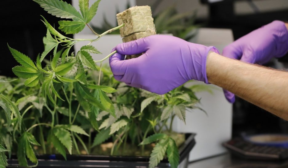 Le parlement vote la légalisation du cannabis