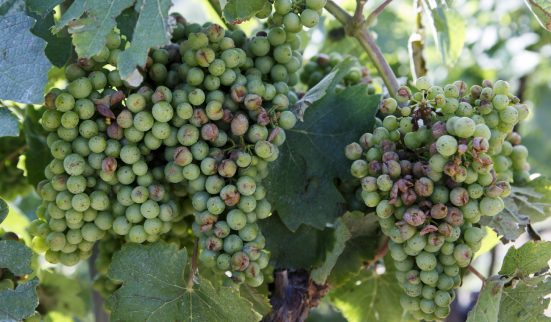 4 millions de dommages dans le vignoble