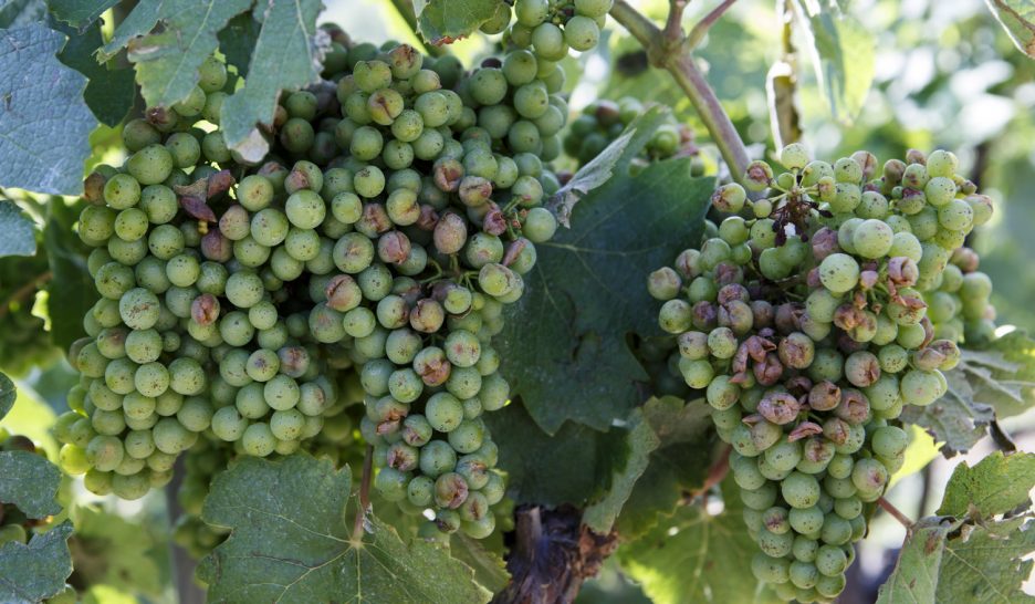 4 millions de dommages dans le vignoble