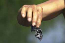 Écocides: en finir avec l’impunité