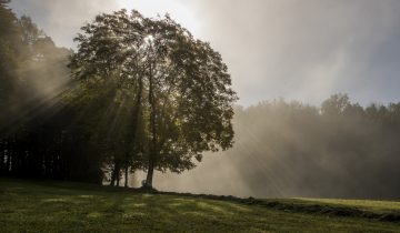 Ce dimanche, les paroisses suisses prient pour la planète