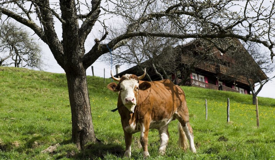 Des laitières plus sveltes à promouvoir