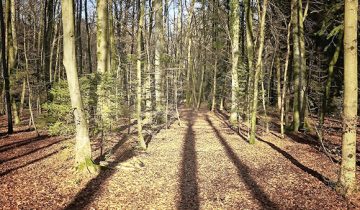 Forêts unies au-delà de la frontière