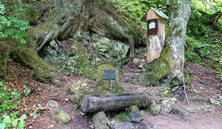 La fée verte veut grandir