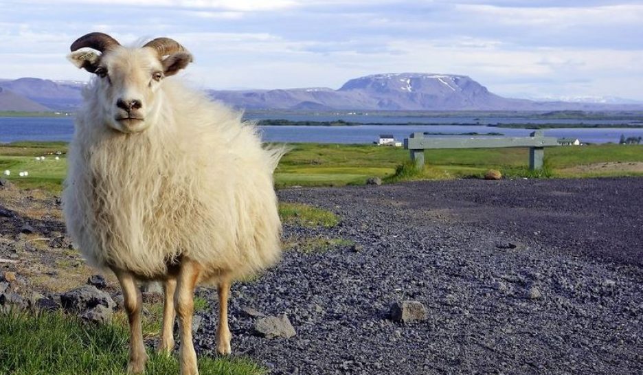 L’Islande veut replanter ses arbres