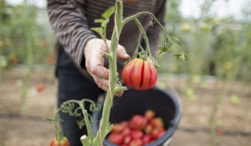 Initiatives agricoles enterrées