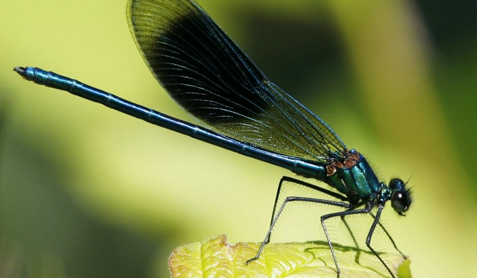 Ils volent au secours des insectes