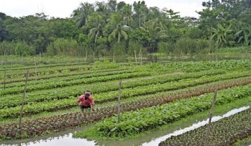 Ils cultivent des champs sur l’eau