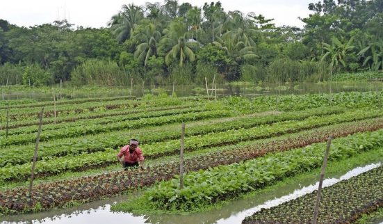 Ils cultivent des champs sur l’eau
