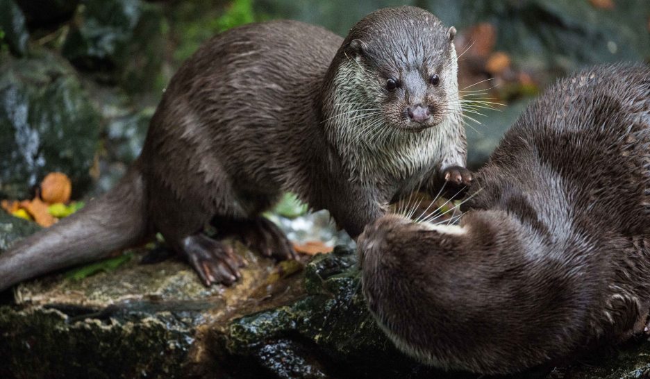 «La Suisse n’est pas bon élève»