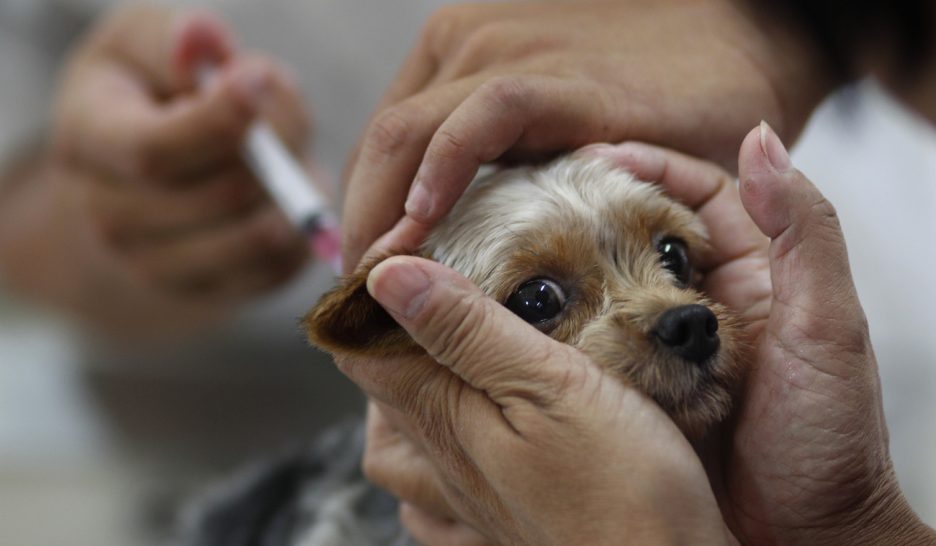 Le spectre de la rage plane toujours