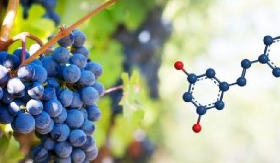 Un composant du raisin pour prévenir le cancer du poumon