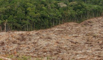 L’Amazonie au désespoir