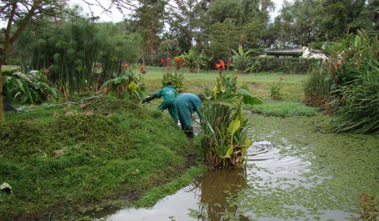 Une fleur au lac Naivasha