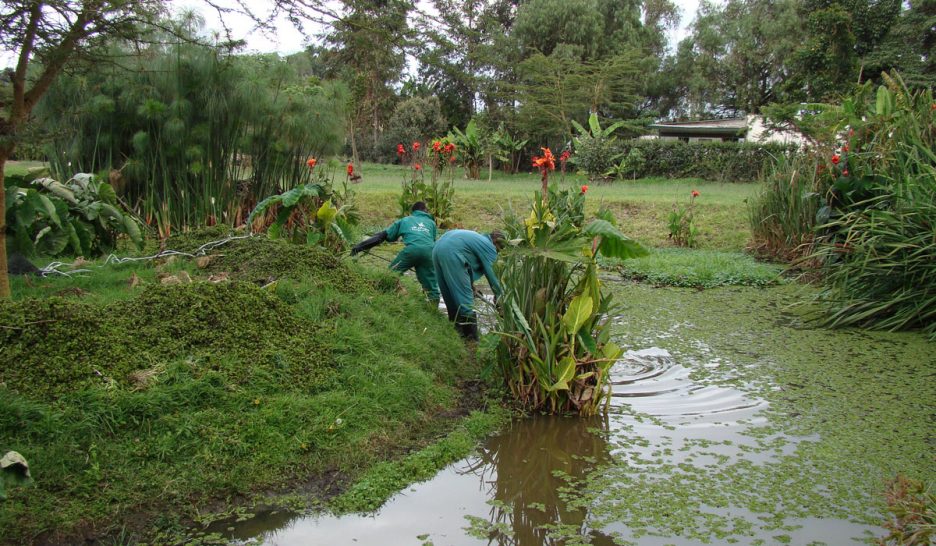 Une fleur au lac Naivasha