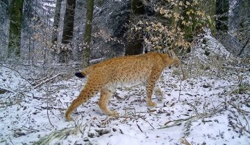 Près de vingt lynx à Fribourg