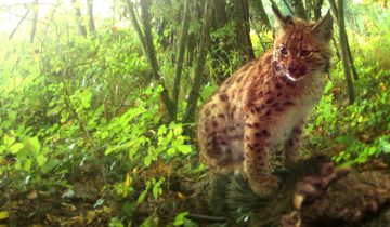 Sauvetage inédit d'un jeune lynx orphelin