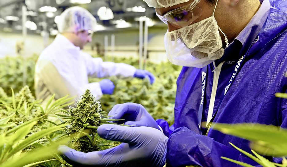 Chanvre sur ordonnance 1