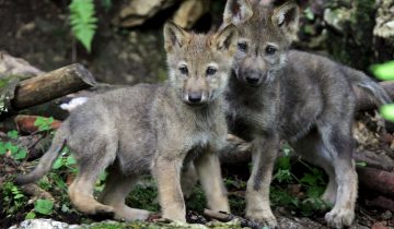 Très peu d’hybridation loups-chiens 1