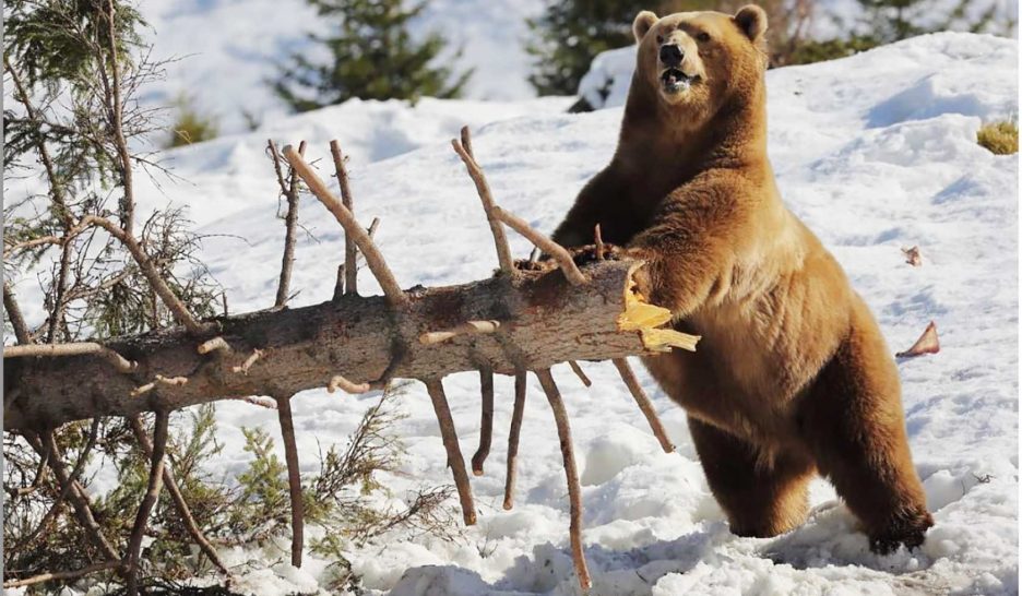 Coin de paradis pour les ours