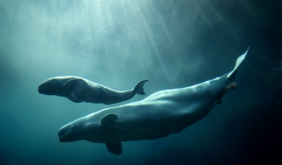 La complainte du béluga au Canada