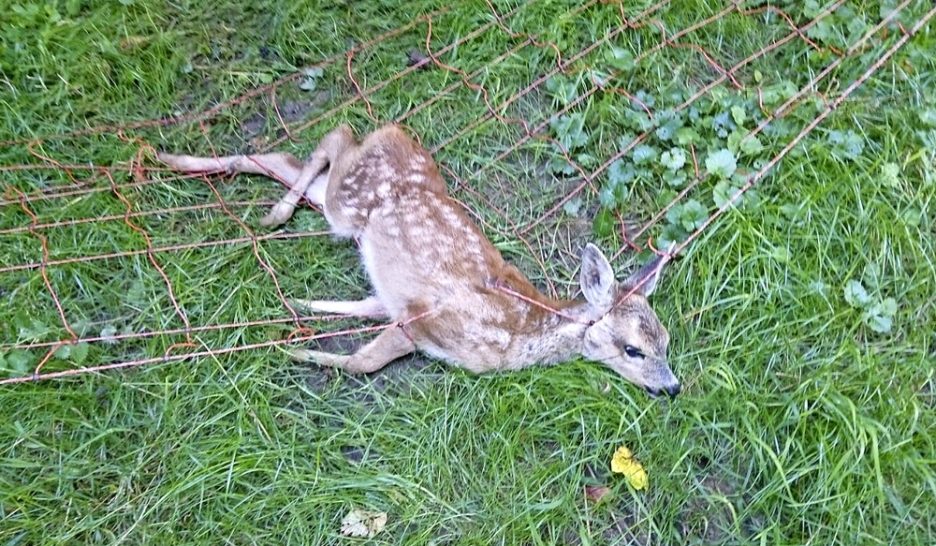Pièges mortels au pilori
