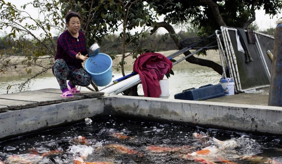 La chine géant du poisson