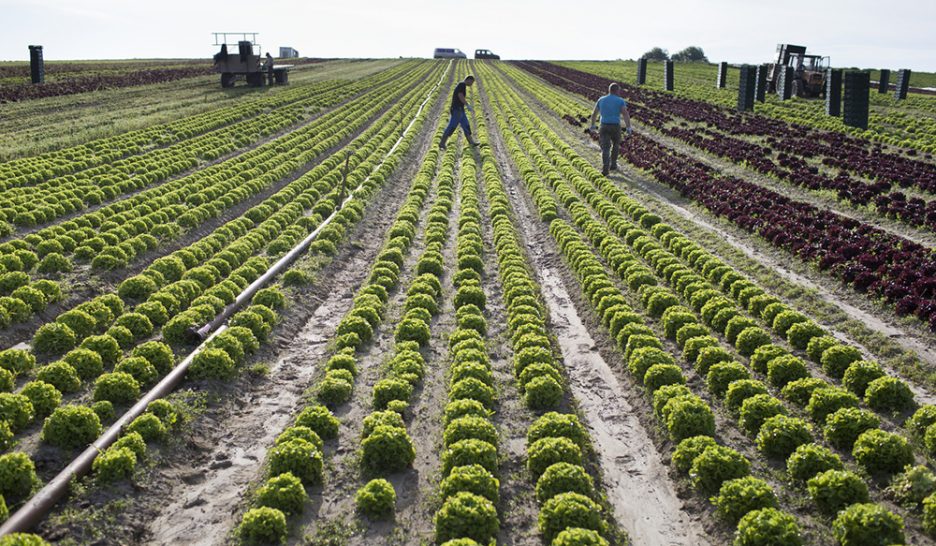 L'agriculture bio loin d'être épargnée par les insecticides