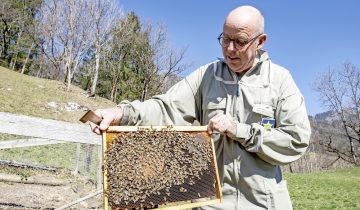 Les abeilles, un gagne-pain fragile