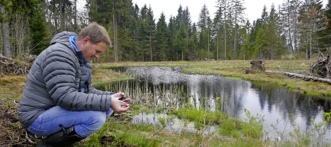 Le marais ressuscité