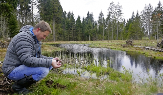 Le marais ressuscité