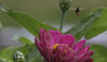 Pas de contre-projet sur les pesticides