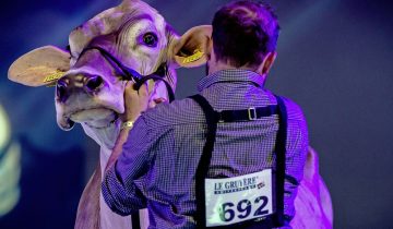 Vaud perd l’euro-foire des vaches