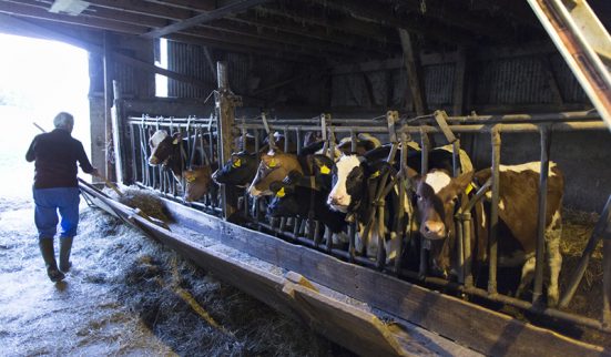 Elevage, sortir du déni