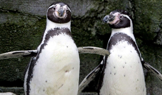 La vie privée et gay des animaux