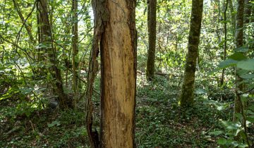 Quand les sapins roussissent