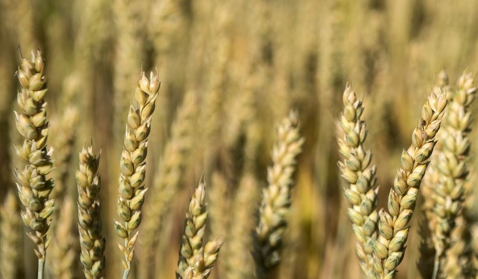 Quinze fongicides pourraient être interdits