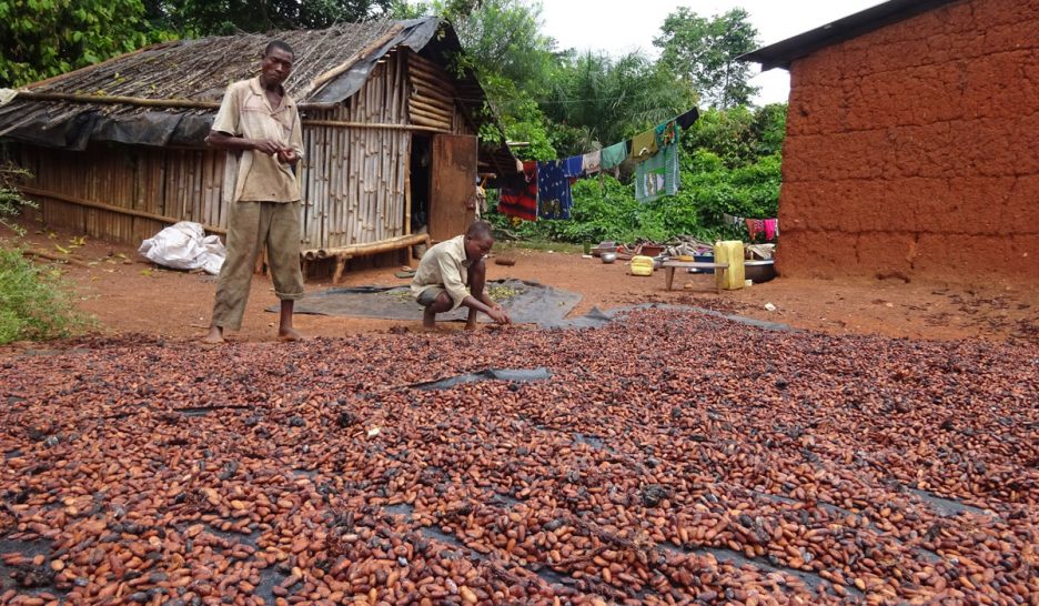 Cacao: prix de la misère en hausse