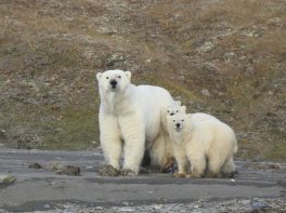 Climat et biais médiatiques