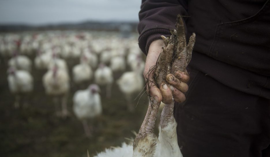 COPY Dindes de la honte outre-Rhin