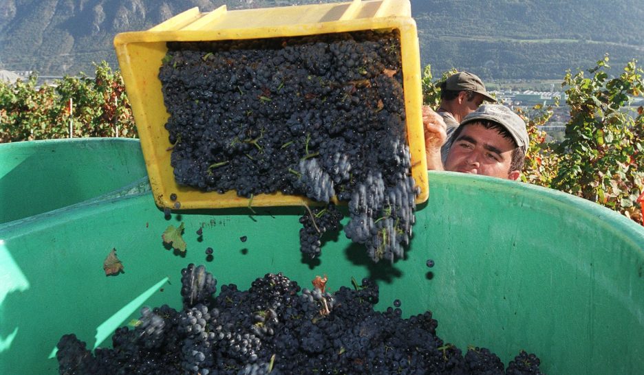 «Faire un bon vin se joue sur le terrain»